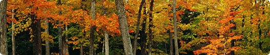 Canadian Trees and Lake